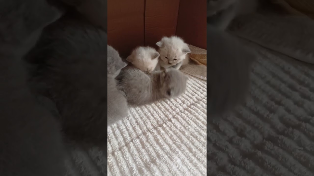 30 день активные игры в пределах коробки Можете забронировать остались две серие девочки#купиткотят 