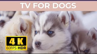 [LIVE] Dog MusicRelaxing Calming MusicCure Separation Anxiety Music to Calm Dogs4K 60FPS HDR
