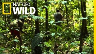 Into the Rainforest | Shane Untamed: The Lost Jungle