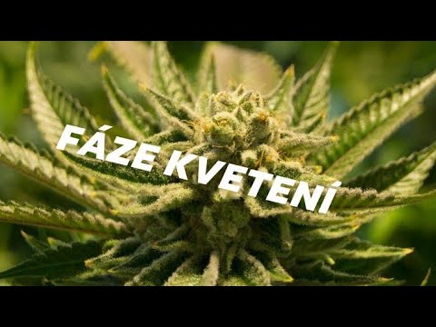 Video: Jak Zalévat Decembristu? Zalévání Decembristu Doma Během Kvetení. Jak Zalévat, Aby Kvetla? Jak často A čím Ji V Zimě Zalévat?