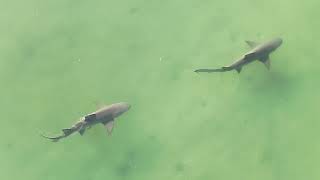 Dunedin Causeway “Shark alley” June 6,2025 8:30am