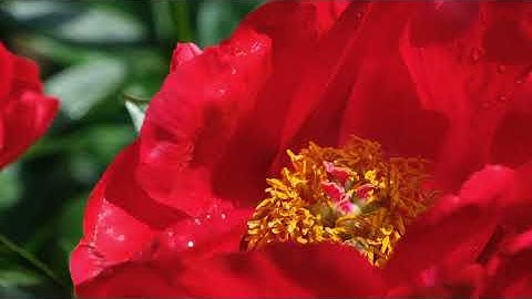 سورة النحل كاملة | تلاوة تهدئ القلب وتريح النفس 🌿🤍