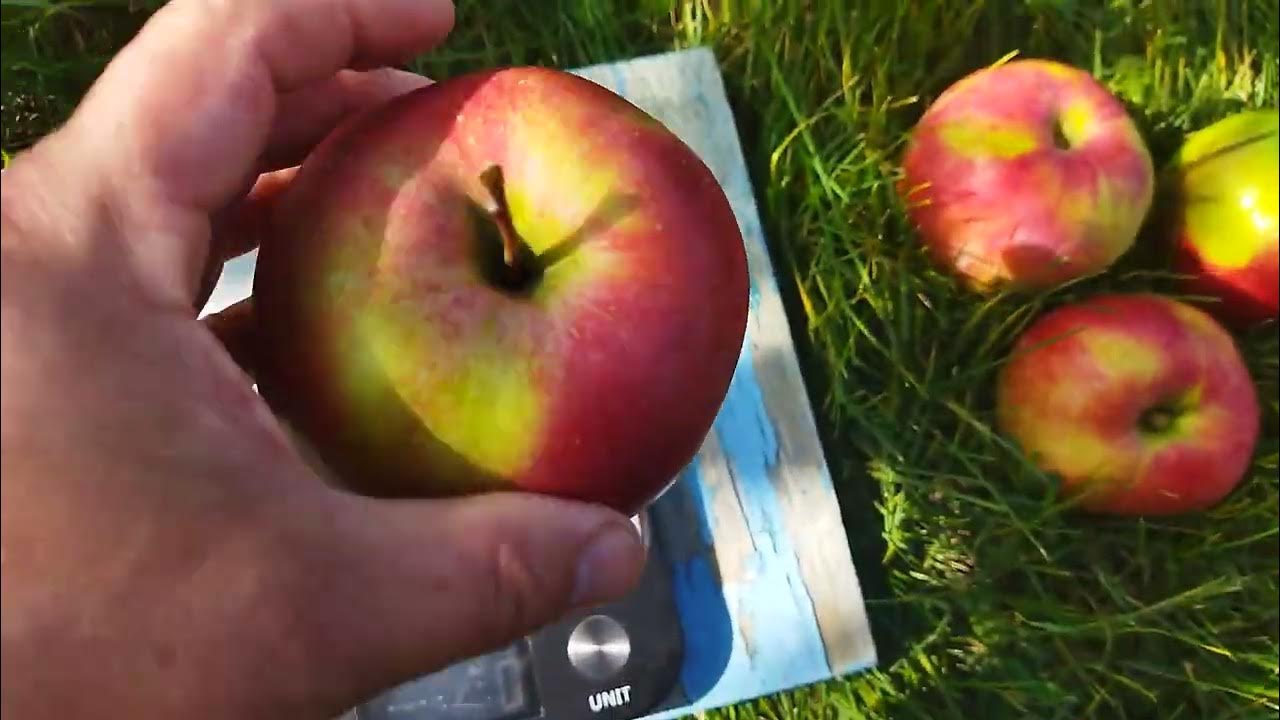Обзор яблок Чемпион,Граф Эззо,Белорусское сладкое,Есения. - YouTube