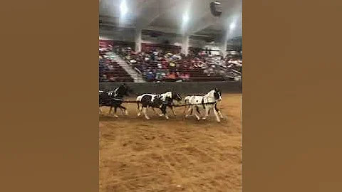 Six Pony Hitch, Amish trainer in Shipshewana Chupp...