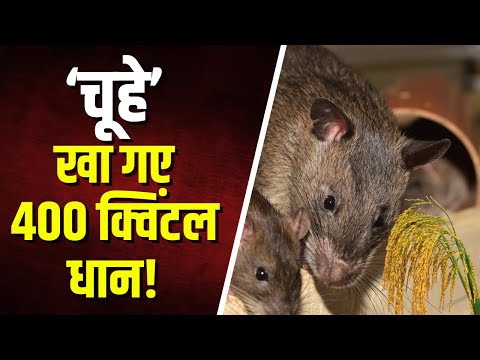 Sakti News: धान खरीदी केंद्र से 400 क्विंटल धान गायब। केंद्र प्रभारी चूहे खाने का दे रहे हवाला