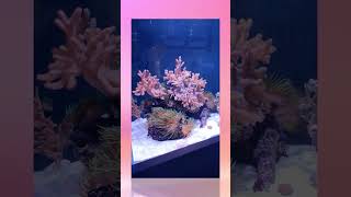 Nyos G2 400 - Mehr Sand #aquarium #reef #fish #reeftank