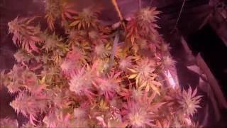 Pro Grow X5-500 LED Grow Journal - Day 55 of Flower - Summer 2016 - Episode 11