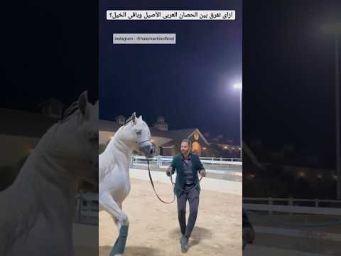 ازاى تفرق بين الحصان العربى الاصيل وباقى الخيل ٦٠شو مع الدكتور حاتم ستين