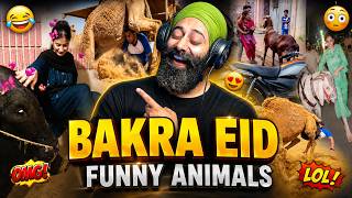 Bakra Eid 2026 Funniest Animal Moments 😂🐐 | Sanmeet Singh Reaction 🔥