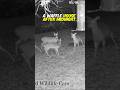 Deer Block Turned Into Waffle House at 2AM
