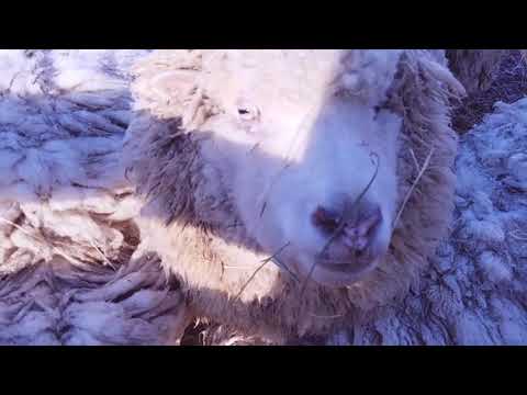 ASMR simple sheep ASMR