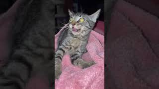VIEWER WARNING: Kitten Has Seizures & Needs An MRI To Find Out Why