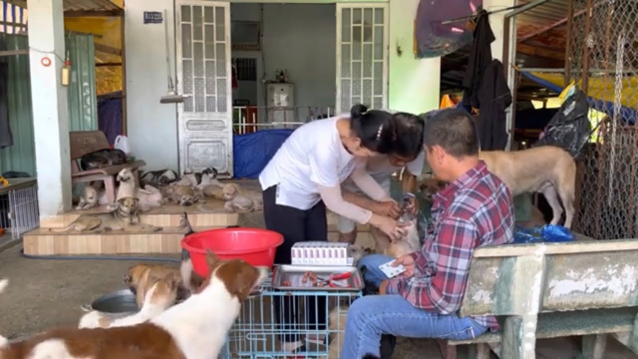 80 Bé Chó(Dog) Bị Viêm Da Được Uống Nexgard Hy Vọng Các Con Khỏi Bệnh