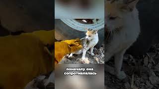 Парень спас маму-кошку и ее новорожденных котят