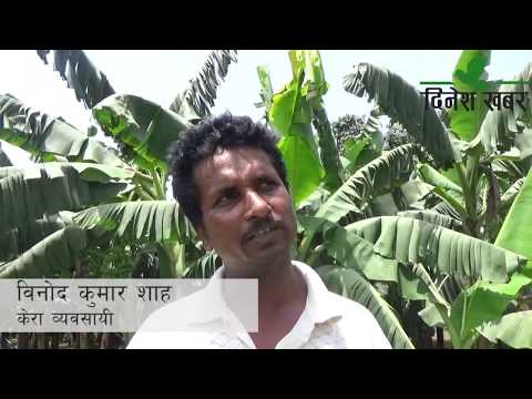 केरा खेतीमा जमेका विनोद:एक विगाहबाट सुरु गरेर ९० विगाह क्षेत्रफलमा विस्तार (भिडियो)