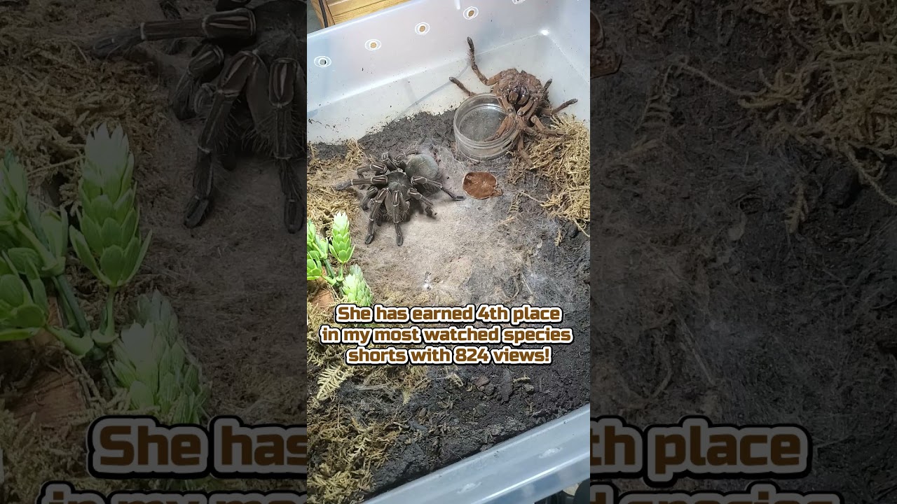 My 4th Most Popular Shorts Species: Burgundy Goliath (Theraphosa Stirmi) 