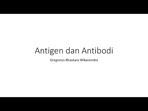 Video: Perbedaan Antara Antibodi Primer Dan Sekunder