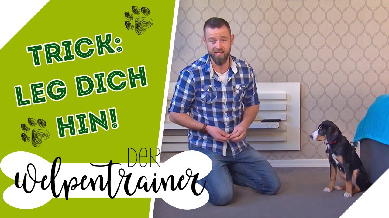 Platz-Kommando mit einem spannenden Trick lernen | Der Welpentrainer | sixx