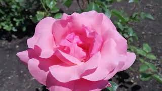 #rose tour at Richmond Rose Garden #gardening #laurahaines'  littlehouseoncountyline