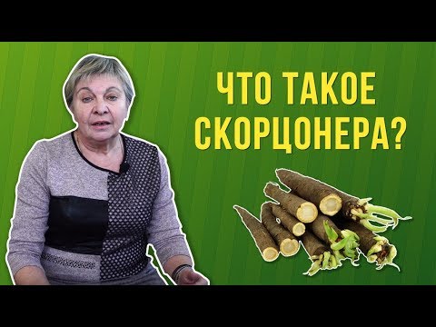 Скорцонера - что за овощ? 😱 Чёрный корень / козлец испанский в вашем саду