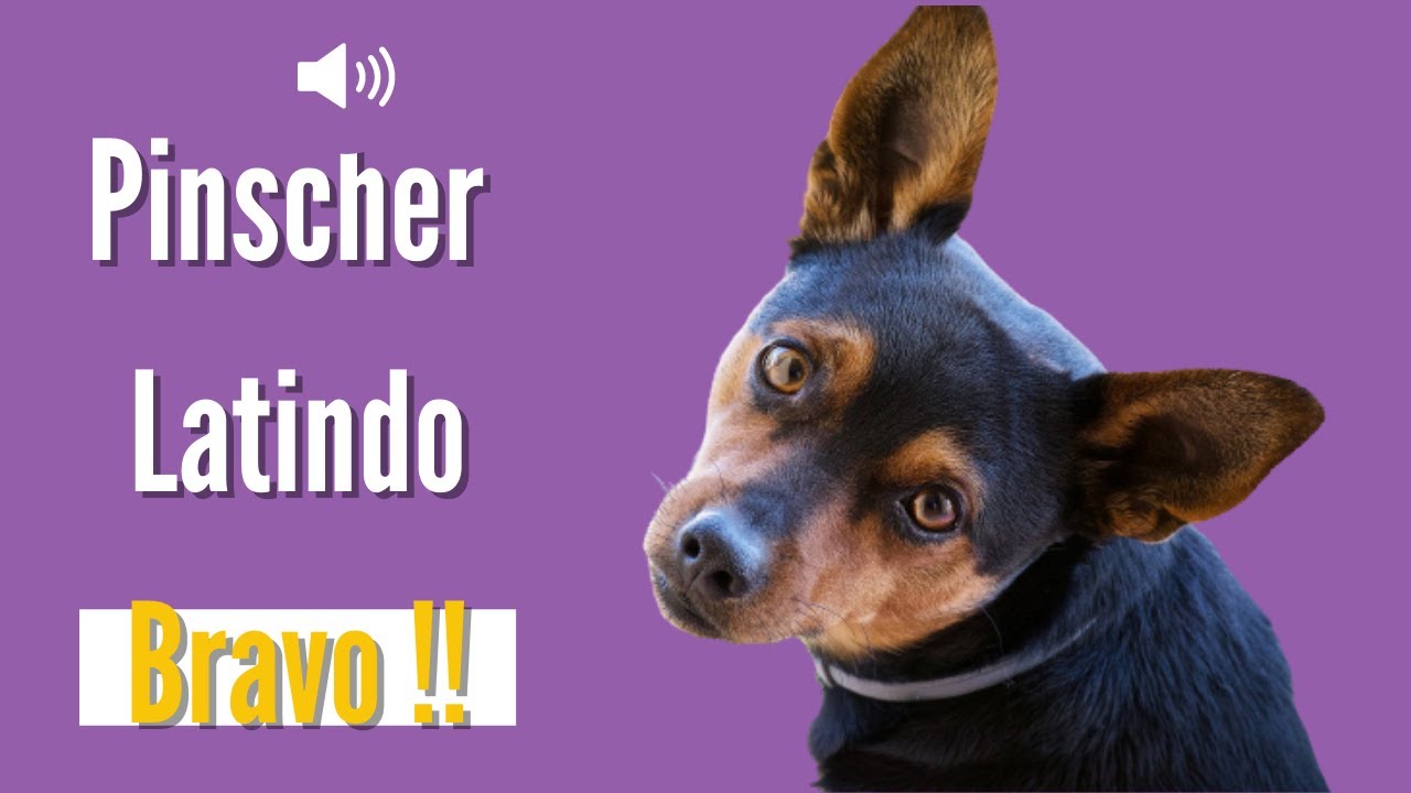 Cachorro Pinscher Latindo ALTO (Latido de 3 Pinscher ) YouTube