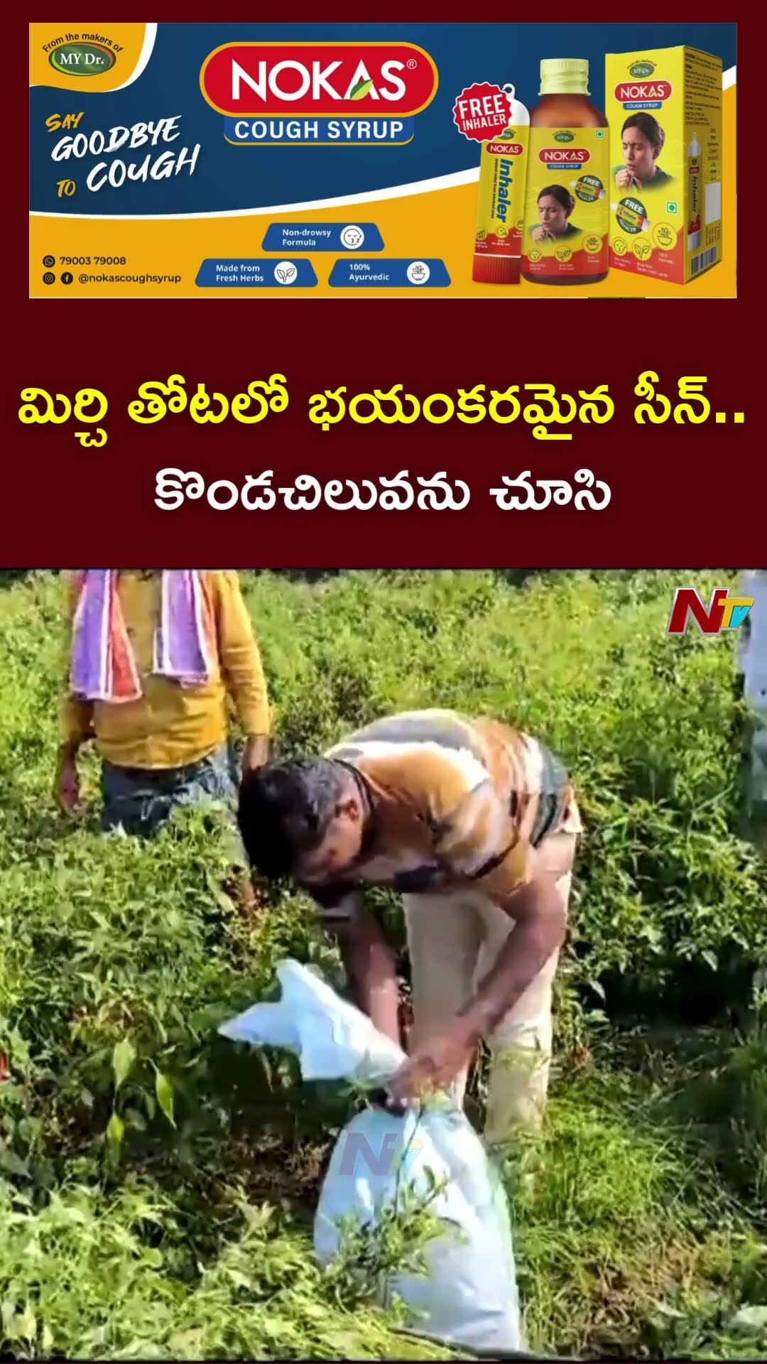 మిర్చి తోటలో భయంకరమైన సీన్..కొండచిలువను చూసి షాకైన రైతు | Ongole | Ntv