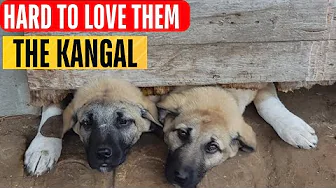 KANGALS and reality
