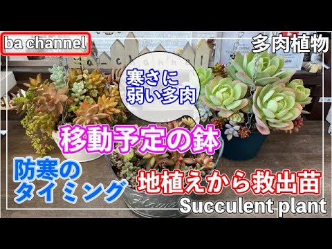 367 {Succulents} Cold-sensitive succulents ⛄ Which pots are you