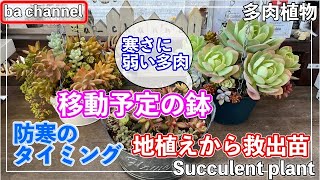 367 {Succulents} Cold-sensitive succulents ⛄ Which pots are you