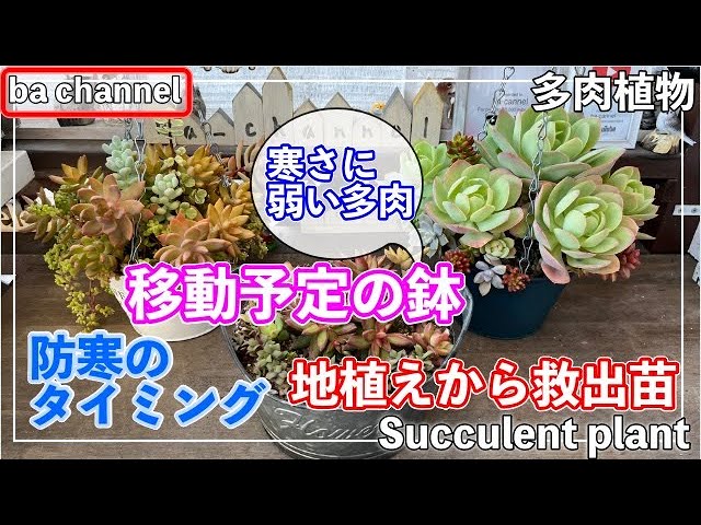 367 {Succulents} Cold-sensitive succulents ⛄ Which pots are you