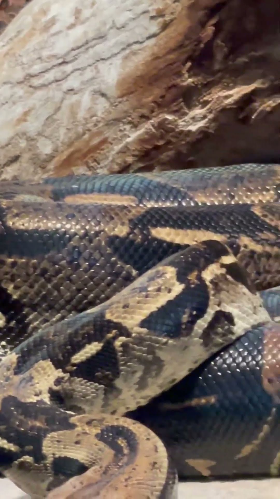 Big Boa Snake on The Move