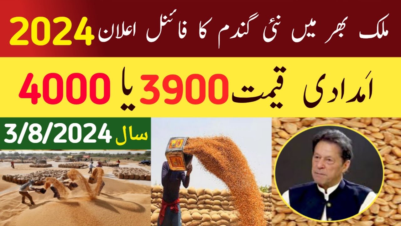 Wheat Price in Pakistan 2024 - YouTube