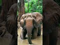 #viralvideo #foryou #food #asmr #reelsvideoシvideo #shorts #animals #reelviral   #sealife