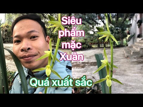 Địa lan mặc