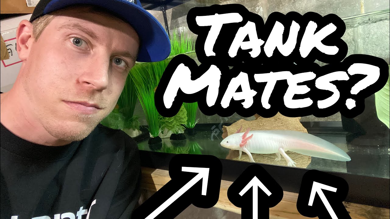 Axolotl Tank Mates? Keep With Fish?