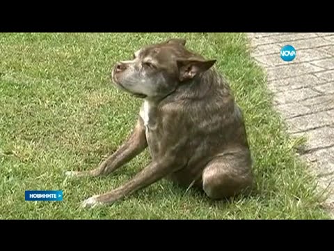 Видео: 4 Ключови съображения при хранене на малки породи кучета срещу големи породи кучета