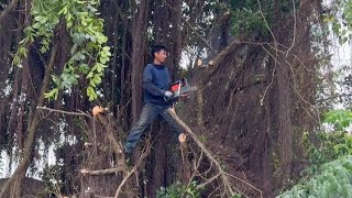 [Cleanup Overgrown] Cut down 2 large overgrown trees causing danger in the front yard by Cleanup Overgrown 145,453 views 1 month ago 39 minutes