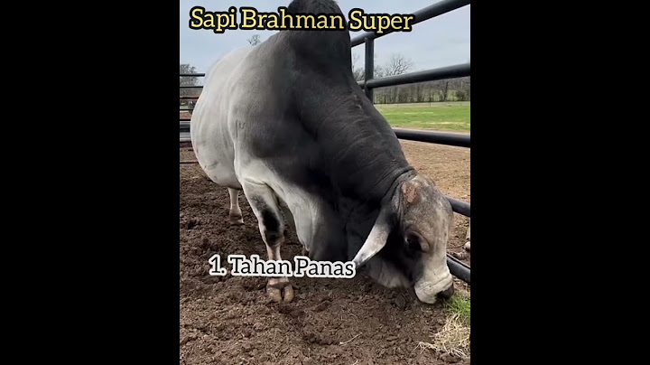 Sapi Brahman Super!!!