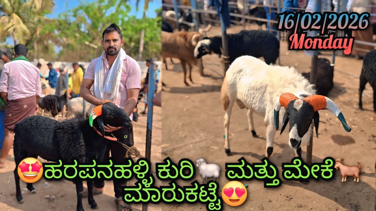 🤩Harapanahalli Sheep 🐑 & Goat 🐐  Market Every Monday Bazar|#youtube #sheep #goat 