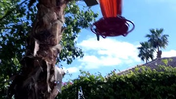 Pivothead Macro Setting Test Footage - Bird Watching