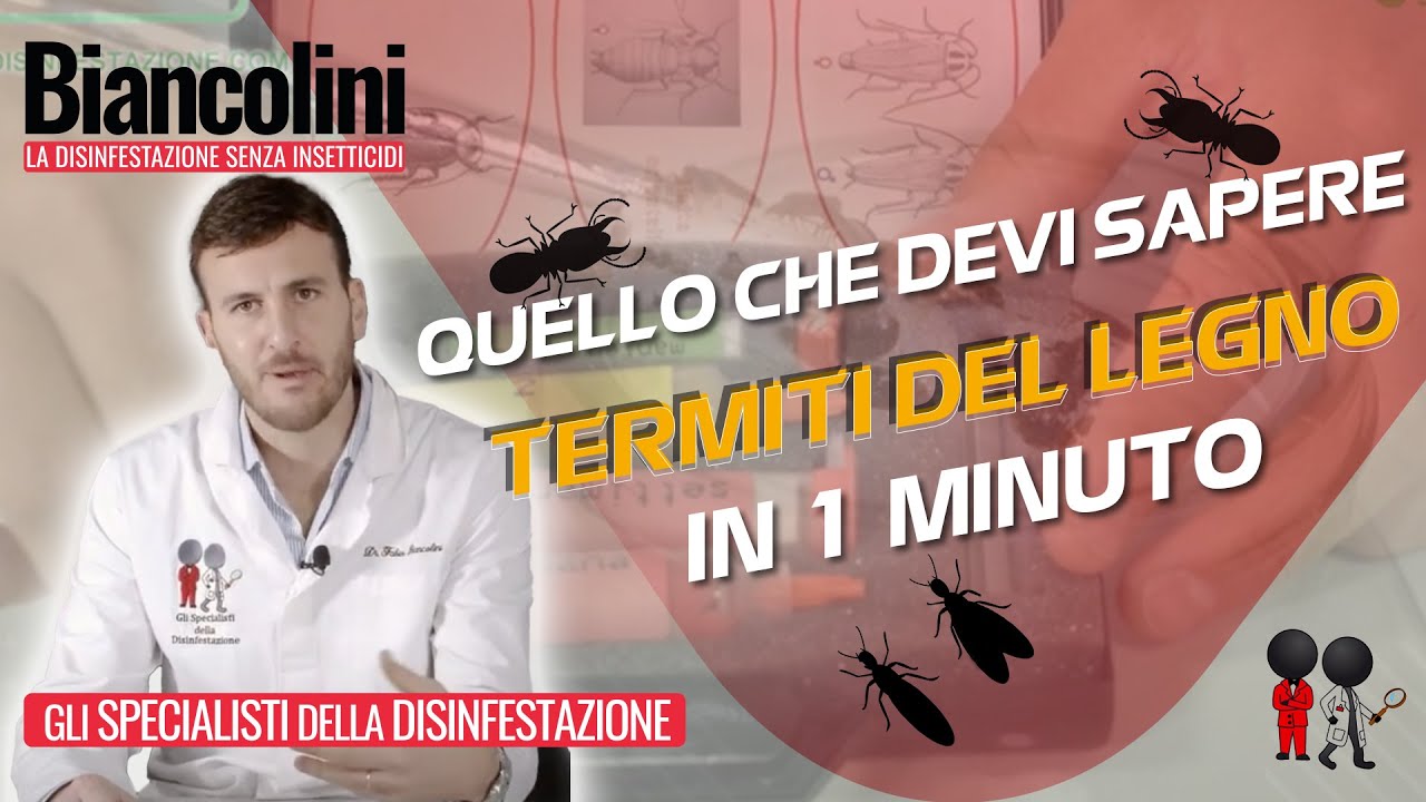 Termiti del legno: quello che devi sapere in 1 minuto youtube Termiti del legno