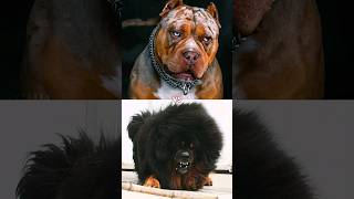 Wolf Hybrid Vs Pitbull, Tibetan Mastiff, Bandog, Kangal (More Deadly) #shorts