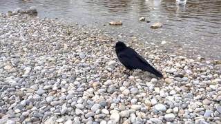 close up: Common Raven (Corvus corax)