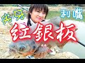 來這裡釣魚請小心忽下水!池塘有食人魚!!量還特別多!