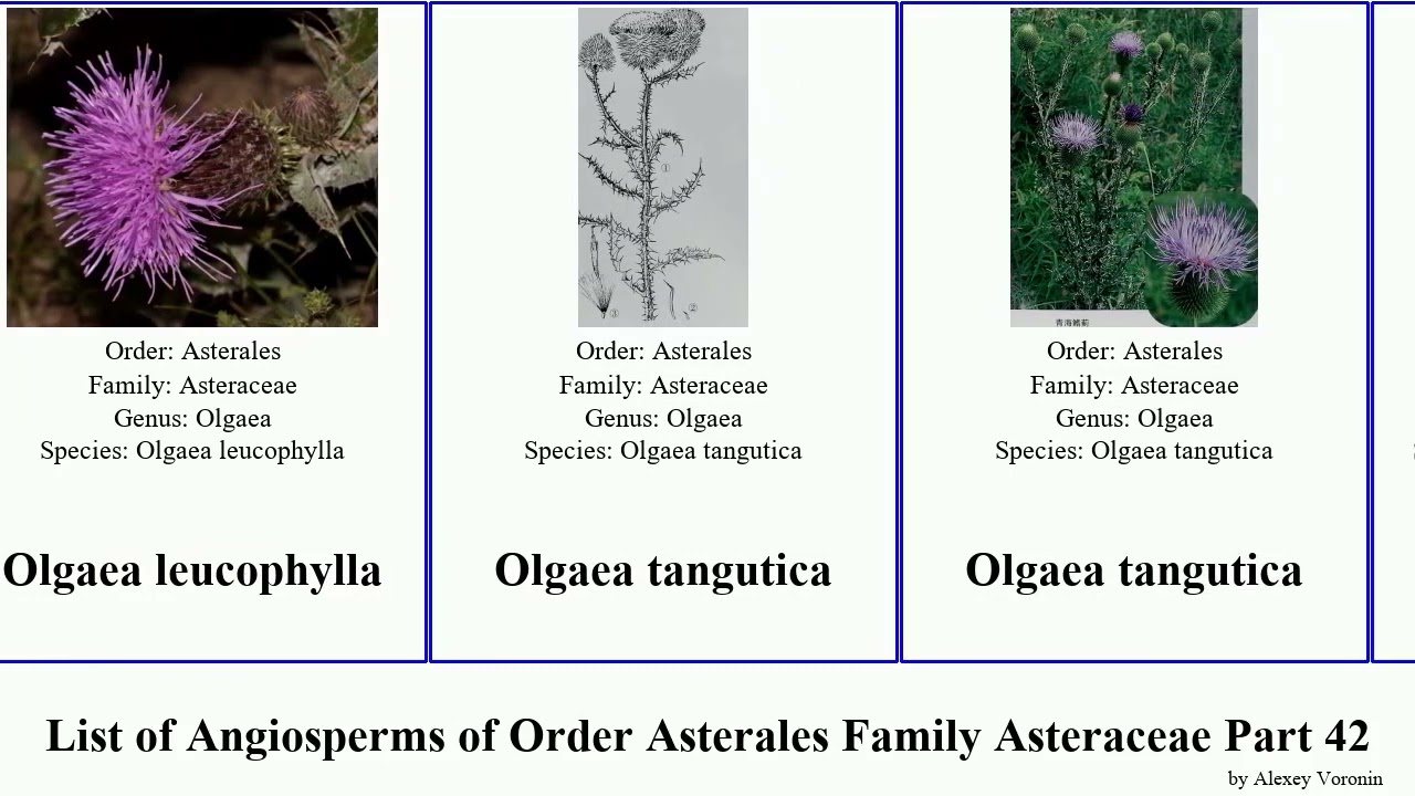 List of Angiosperms of Order Asterales Family Asteraceae Part 42 olearia onopordum orange star