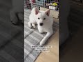 肉球で分かる愛犬の性格、7回目のシャンプーをした蓮殿#shorts #柴犬 #白柴 #蓮殿 #愛犬 #肉球