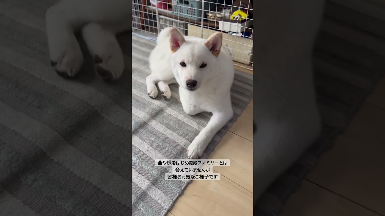 肉球で分かる愛犬の性格、7回目のシャンプーをした蓮殿#shorts #柴犬 #白柴 #蓮殿 #愛犬 #肉球