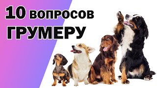 видео: ПРАВИЛА УХОДА ЗА СОБАКОЙ. 10 ВОПРОСОВ ГРУМЕРУ. картинка: ПРАВИЛА УХОДА ЗА СОБАКОЙ. 10 ВОПРОСОВ ГРУМЕРУ.
