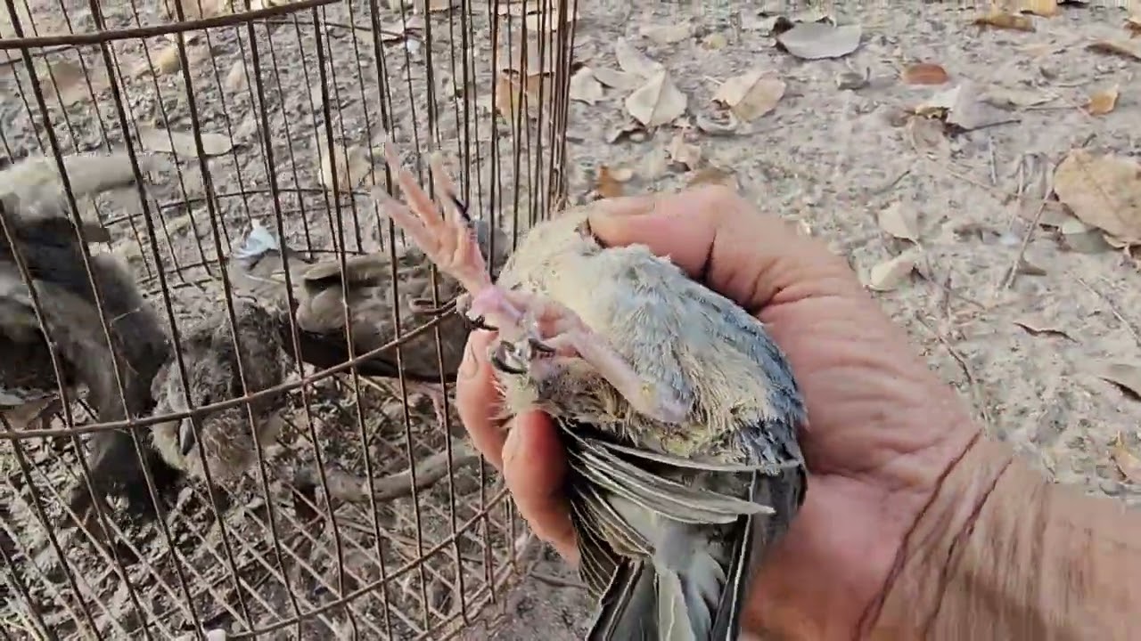 PHẤN HỒNG NON TO QUÁ 