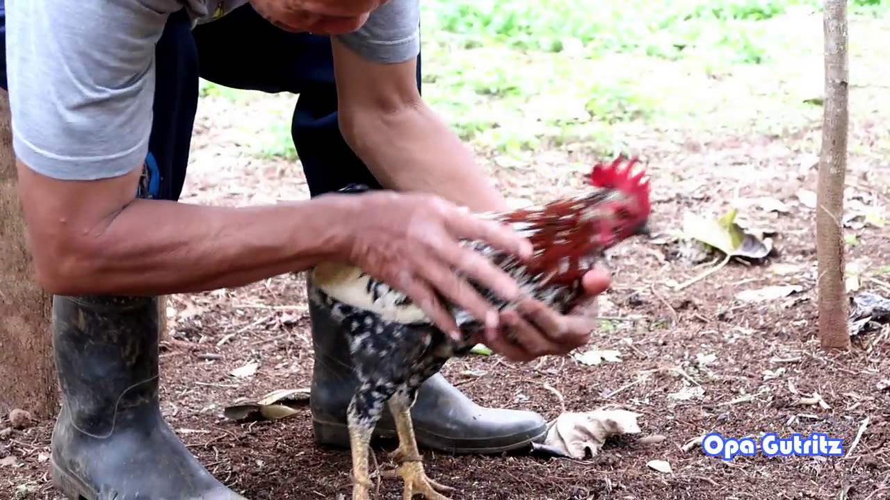Cara Asyik Memberi Makan Ayam Kampung YouTube